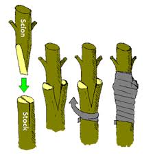 Image result for Grafting: