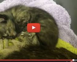 Image of cat nursing a baby squirrel