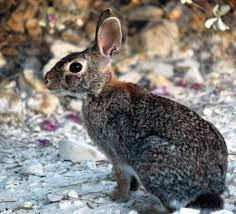 Image result for RABBIT