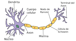 Resultado de imagen para celulas del sistema nervioso