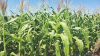 Regional maize price up