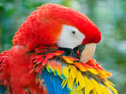 Image result for macaw parrot hd