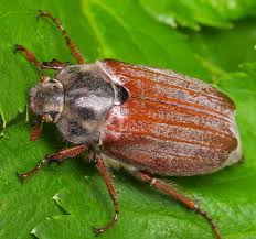 Картинки по запросу Майский жук