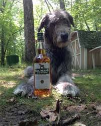 Image result for irish wolfhound photo gallery