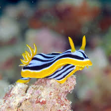 Εικόνα μικρογραφίας