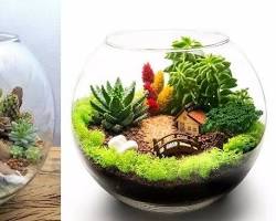 Hình ảnh về Một terrarium sen đá với nhiều loại sen đá khác nhau, được trang trí bằng đá và sỏi