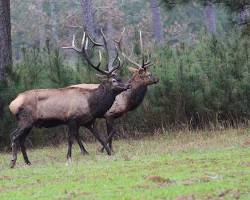 Image of Rocky Mountain Elk California