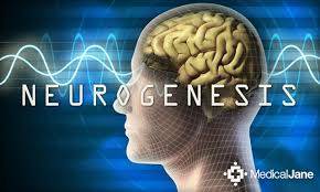Resultat d'imatges de neurogenesis in the brain