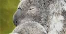 montefiori collection 2 parrots kissing images animated joker