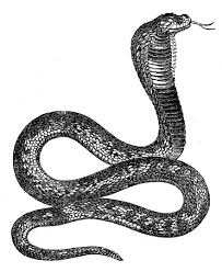 Image result for black cobra with sweet girl