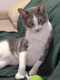 31 de julho: Dia do SRD; cuidado com dois mitos sobre gatos vira-latas