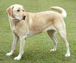 Image result for dog