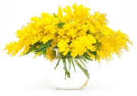 Risultati immagini per mimose 8 marzo