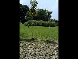 Image result for sagwan image green tree image