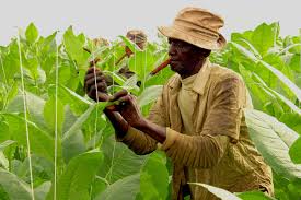 Image result for images of tobacco