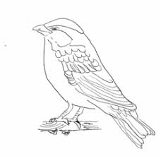 Bildergebnis für sperling