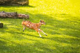 Majówka – ZOO Wrocław czynne codziennie! - ZOO Wrocław - Oficjalna strona | Kup bilety bezpośrednio