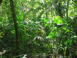 Resultado de imagen para biodiversidad