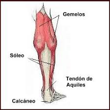 Resultado de imagen de talon de aquiles