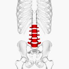 What is Lumbar Support? Everything you Need to Know
