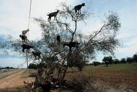 Image result for goat tree