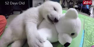 Image result for baby polar bears