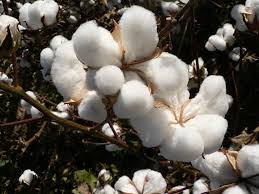 Image result for cotton