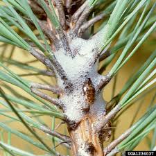 Image result for spittle bug