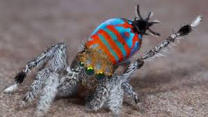 Hasil gambar untuk animal