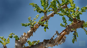FRANKINCENSE ile ilgili görsel sonucu