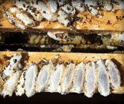 Image result for Images of wax moth in beehives