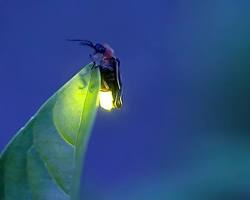 Fireflies bioluminescent insects