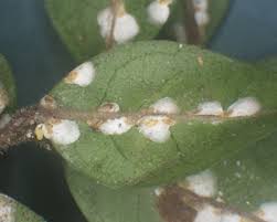 Résultat de recherche d'images pour "scale insects"