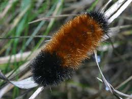 Image result for wooly bears