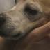 New Toledo veterinary clinic is among the first of its kind
