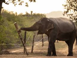 Elephants eat their crops. Farmers strike back. It's a war that's only getting worse