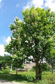 Image result for sagwan image green tree image