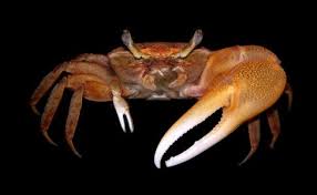 images?q=tbn:ANd9GcQW44OvkwCmNIQv3vn-M7N5s7Hx9I-XnDQnbYowwvRuwedm9ARMXw