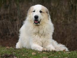 R�sultat de recherche d'images pour "chien patou vs loup"