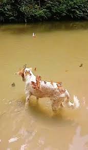 How to Safely Remove and Clean Dog Ticks | TikTok