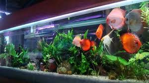 Resultado de imagen para PRODUCCIÓN DE PECES ORNAMENTALES EN COLOMBIA ALIMENTACIÓN