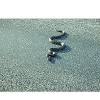 Story image for Best Reptile Amphibian Supplies Reptile Amphibian Habitat Heating Lighting For Sale from Vryheid Herald