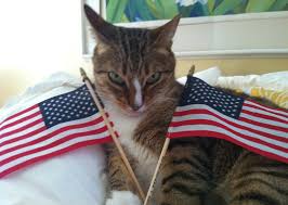 Image result for cats dressed as george washington