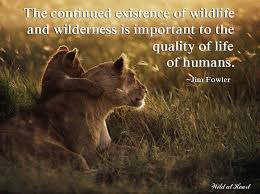 Hand picked eleven influential quotes about wildlife pic English ... via Relatably.com