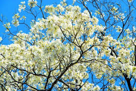 Risultati immagini per cuando aparece el lapacho en flor es primavera en Buenos Aires