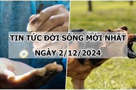 Tin tức đời sống 2/12/2024: Bé trai tử vong sau 2 tháng bị chó cắn