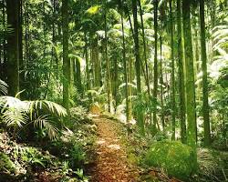 Image of lush, green rainforest