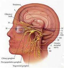 Blood Flow Anatomy Analysis of TMJ Headache Pain Craniofacial Temporomandibular Pain Cure Doctor John Halmaghi - cranial2