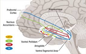 Image result for ventral striatum