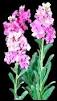 Matthiola incana Perfectly Crazy